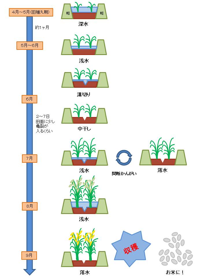 6月14日 （稲作ブログ出前講座）イネを育てるときの水の管理はどうして
