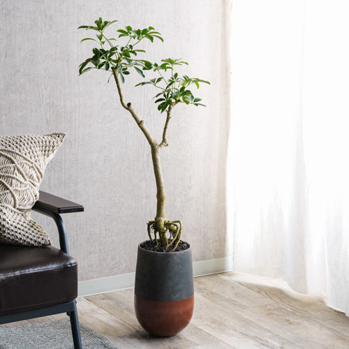 Domani/MINSK(ミンスク)ベース24 Swamp 3号鉢用 | 青山フラワー