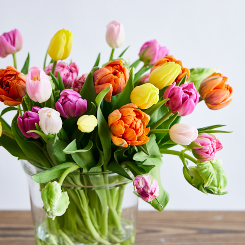 産直】センティアのチューリップ 30本おまかせアソート | 青山フラワー