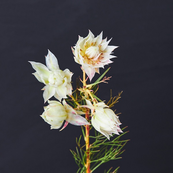 不思議で個性的なフォルムのネイティブフラワー｜青山フラワー