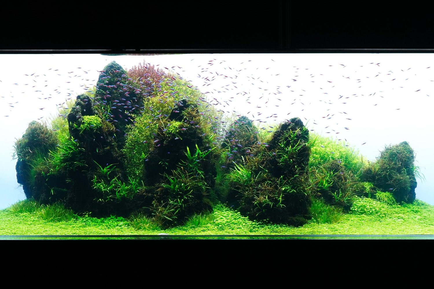 すみだ水族館レポート Vol.07 | AQUA DESIGN AMANO