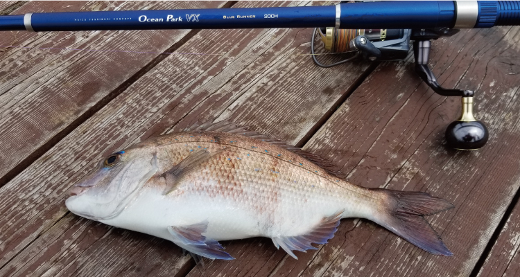 オーシャンパークVX | alphatackle