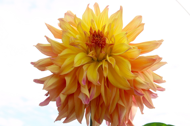 AGSオンラインショップ / ダリア球根