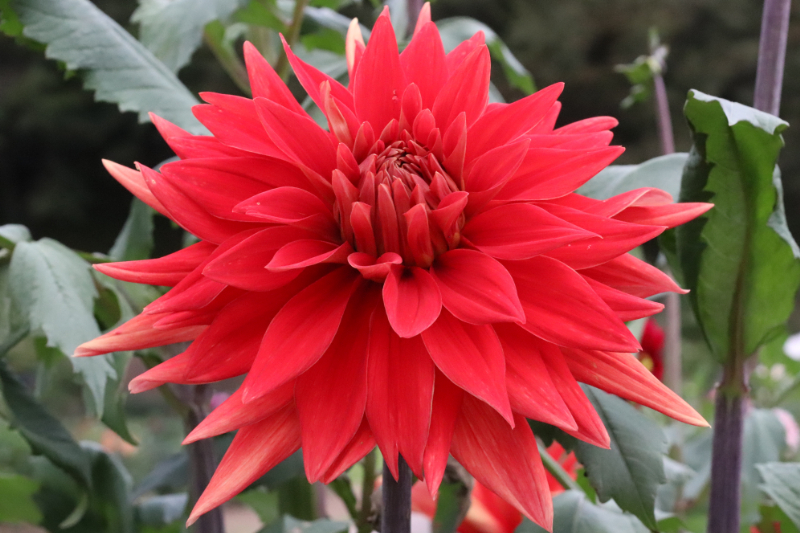 AGSオンラインショップ / ダリア球根