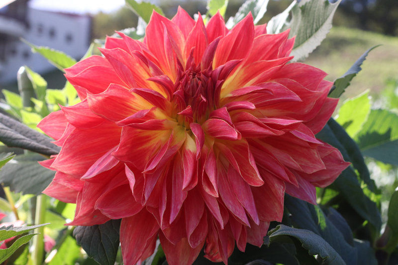 AGSオンラインショップ / ダリア球根