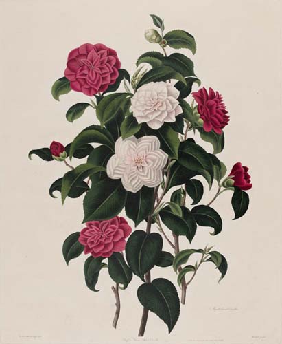 永遠（とわ）に花咲く庭 17-19世紀の西洋植物画 名古屋ボストン美術館