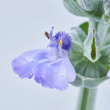 ARTISTRY（アーティストリー）オフィシャルサイト