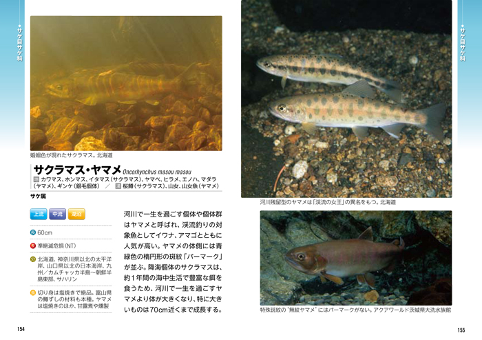 日本の淡水魚258