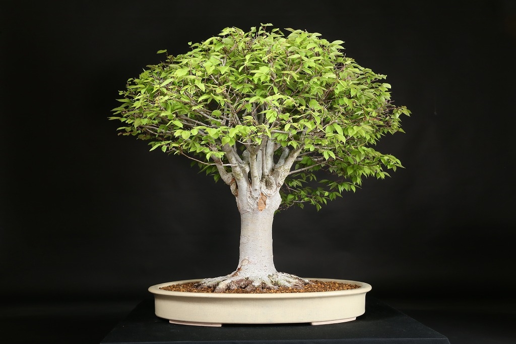 ケヤキ 約80年 | 雨竹亭オンラインショップ