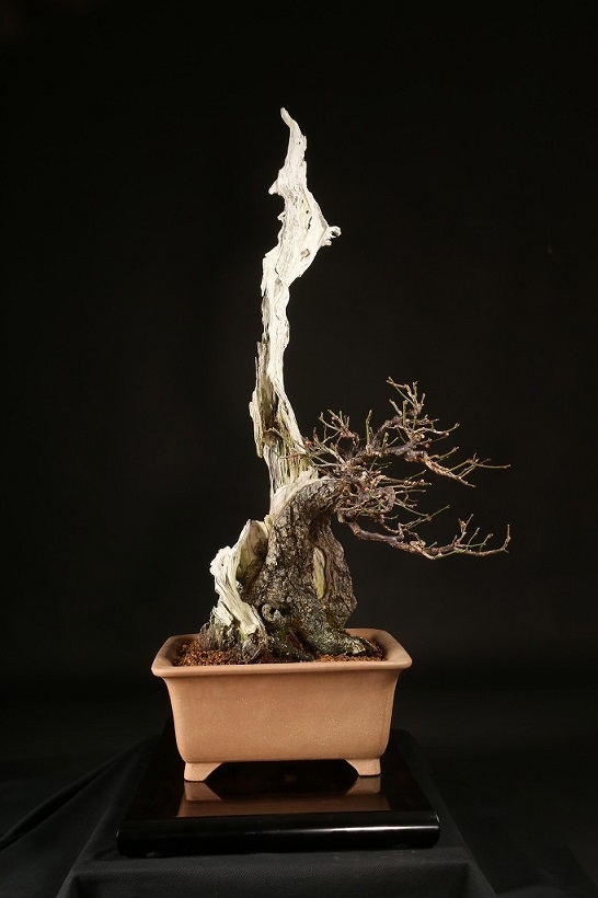 野梅（白一重咲・米良性）約100年 | 雨竹亭オンラインショップ