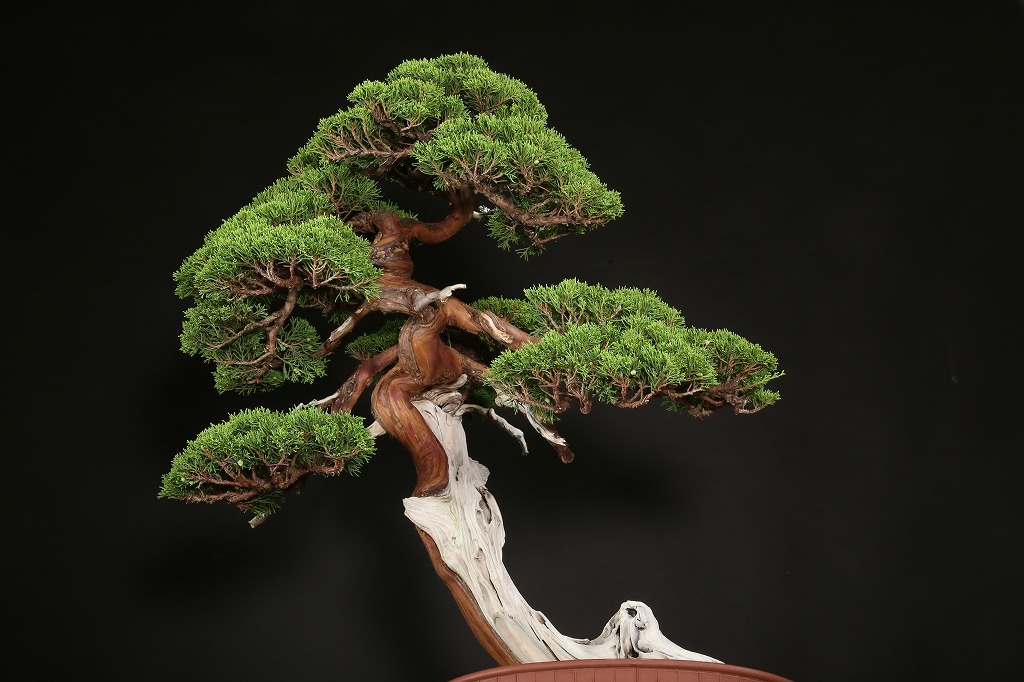 糸魚川真柏 約200年 | 雨竹亭オンラインショップ