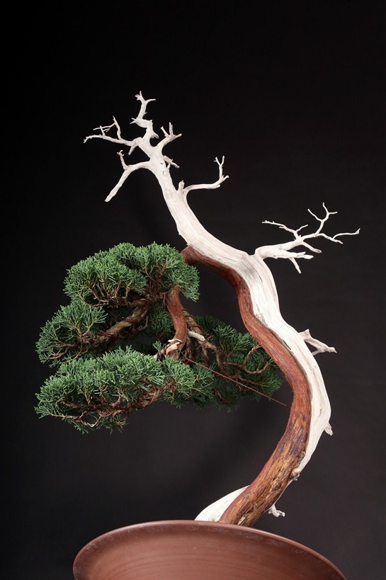 真柏 約70年 | 雨竹亭オンラインショップ