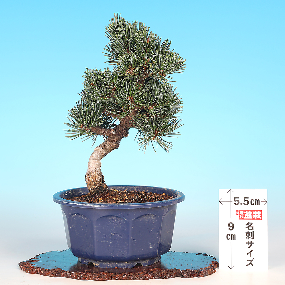 五葉松〔福娘〕 | 盆栽、盆栽書籍、盆栽鉢の通販│近代出版