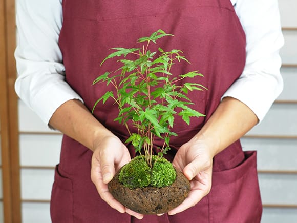 山もみじ寄せ植え 石付きを販売｜入門は盆栽妙 – 盆栽妙 本店