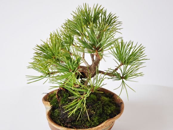 五葉松 信楽焼三方曲げ鉢仕立ての盆栽を販売｜通信教育の盆栽妙 – 盆栽