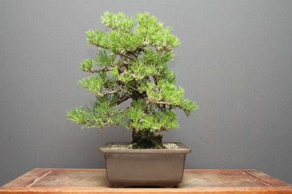 黒松 中品盆栽 樹齢25年の一点物盆栽を販売｜盆栽妙 – 盆栽妙 本店