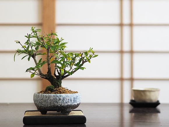 ねじ幹ザクロ｜盆栽妙 – 盆栽妙 本店