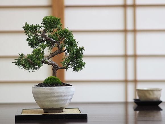 真柏｜盆栽妙 – 盆栽妙 本店