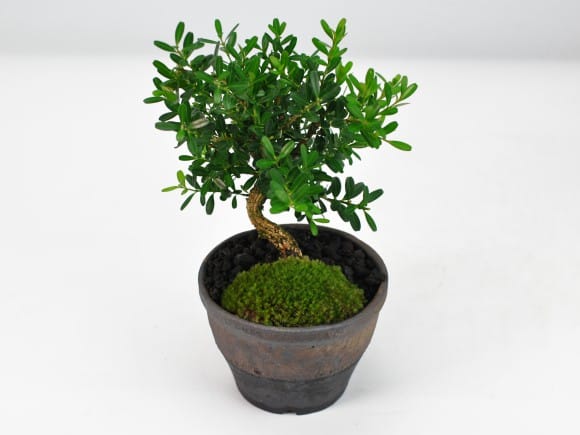 台湾ツゲの盆栽を販売｜盆栽妙 – 盆栽妙 本店