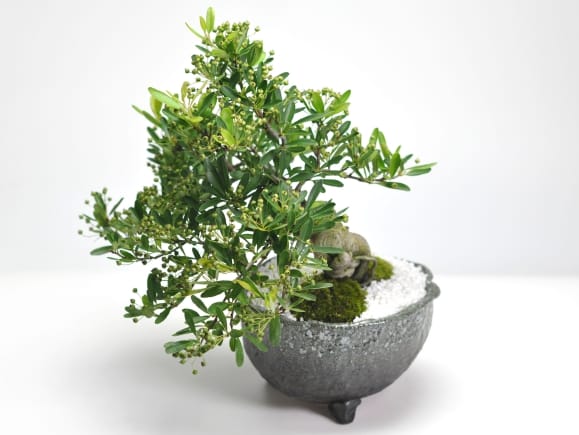 ピラカンサの盆栽を販売｜盆栽妙 – 盆栽妙 本店