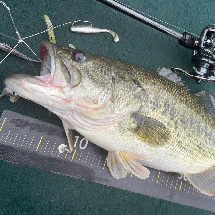 インサイド プロップフッカーゼロ （アラバマリグ） - 【バス