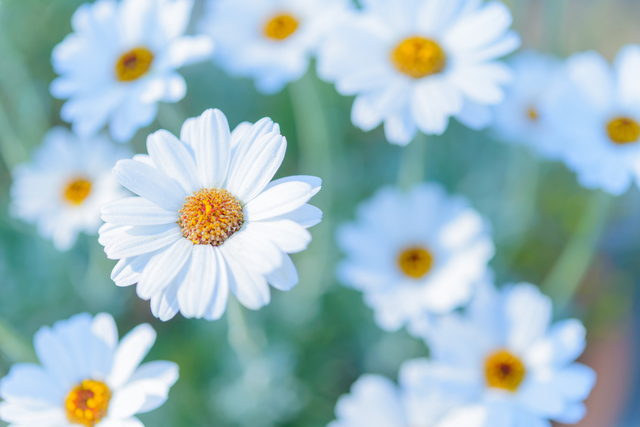 花木図鑑｜ひみつの花園 | マーガレット