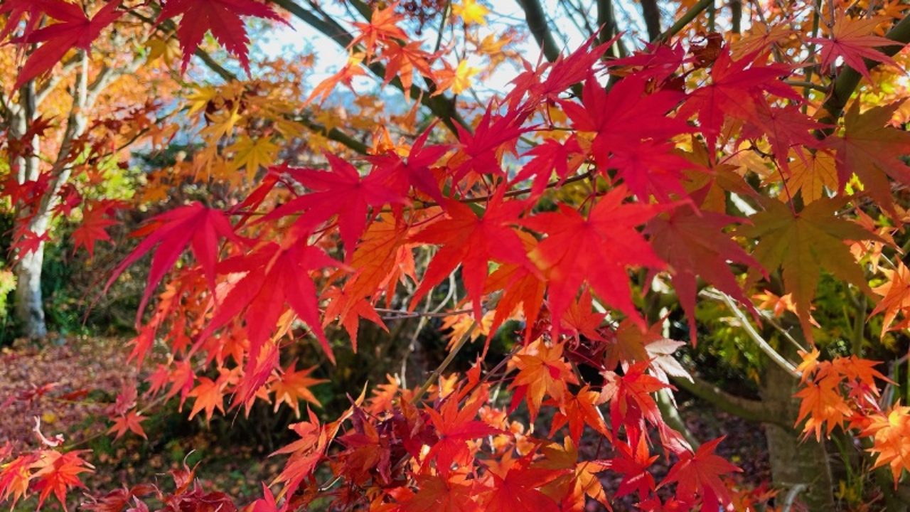 カエデ（楓）/ モミジ（紅葉）の育て方