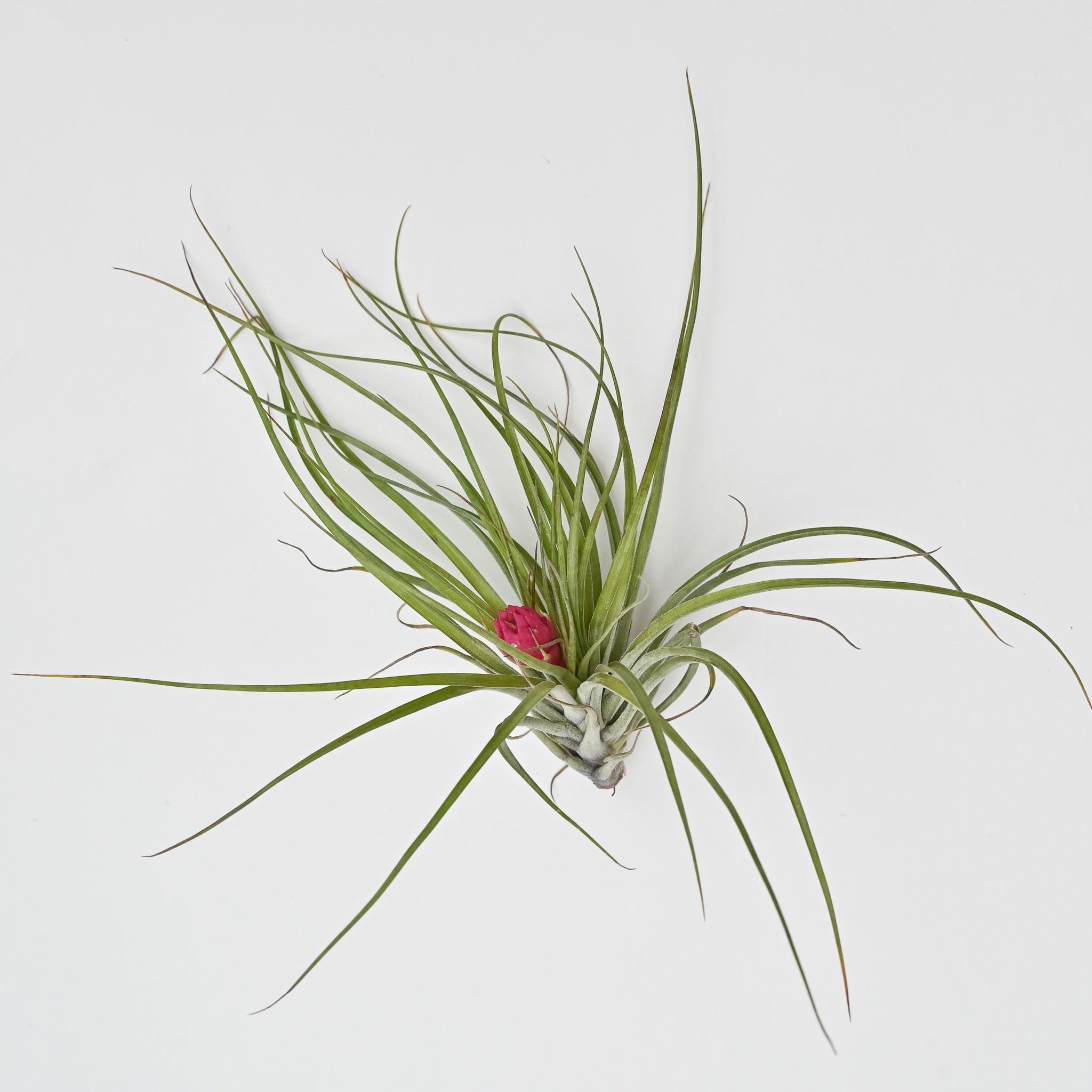 Air Plants – The Groovy Plants Ranch LLC