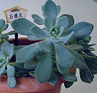 石蓮花とは？(セキレンカとは？)【龍野マルゼン薬店 健康食品活用ガイド】