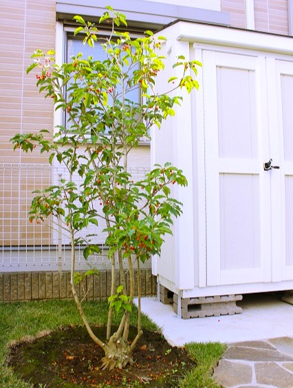 ソヨゴ 柔らかい印象が人気の常緑樹 | 施工事例（ジャンル別）｜エコ