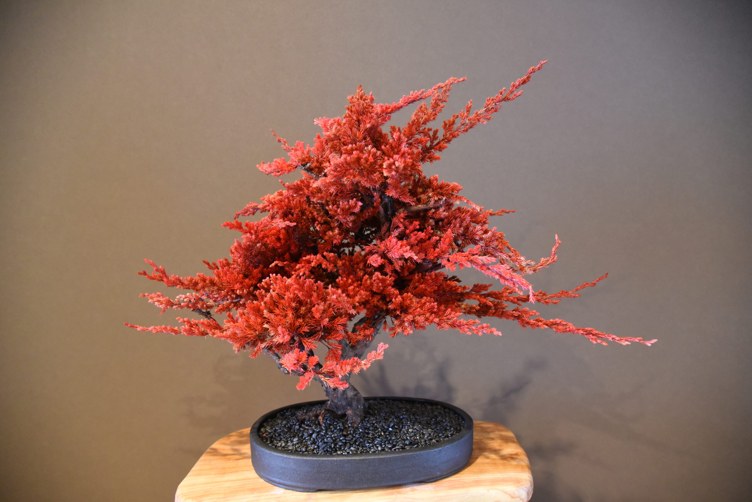 ドライ盆栽 赤一-Akaichi- - 伝SHOW株式会社