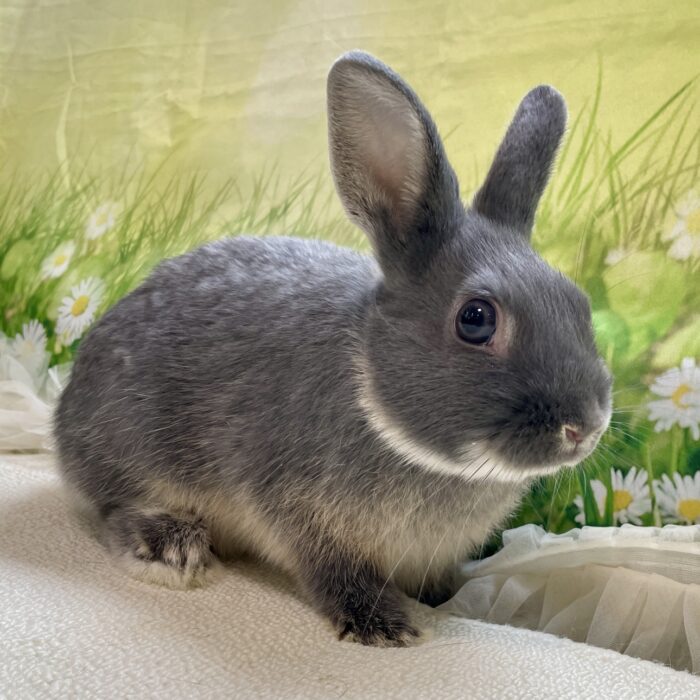 さいたま 東大宮のうさぎ専門店 DAN'S HOUSE｜健康で可愛いうさぎを