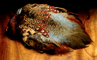 リングネックフェザント＆シルバーフェザントのご紹介