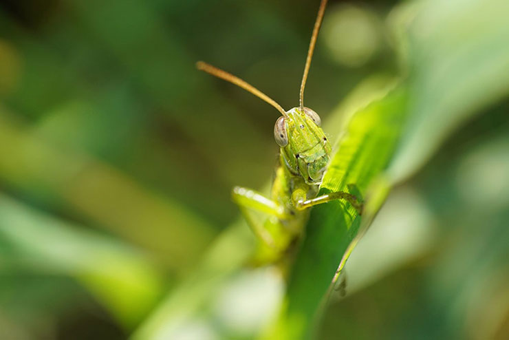カミソリを超えるか！？SIGMA 105mm F2.8 DG DN MACRO | Art 実写レビュー
