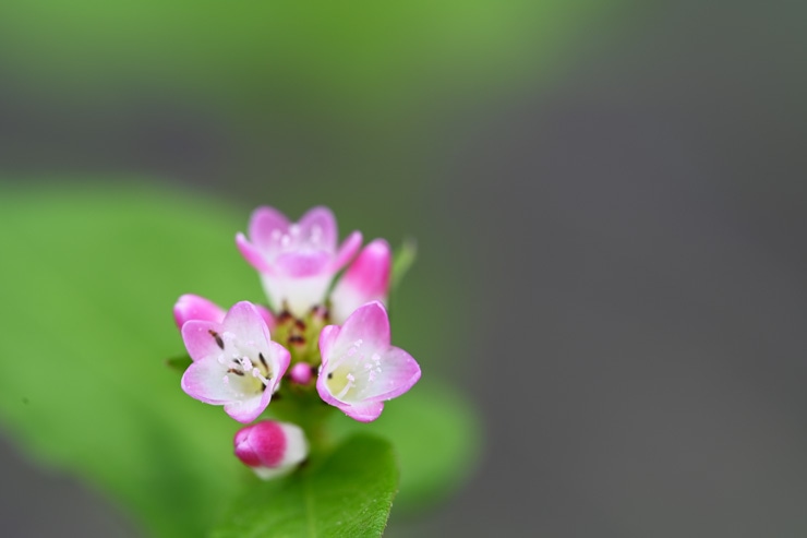 Nikon(ニコン) NIKKOR Z MC 105mm f/2.8 VR S 実写レビュー