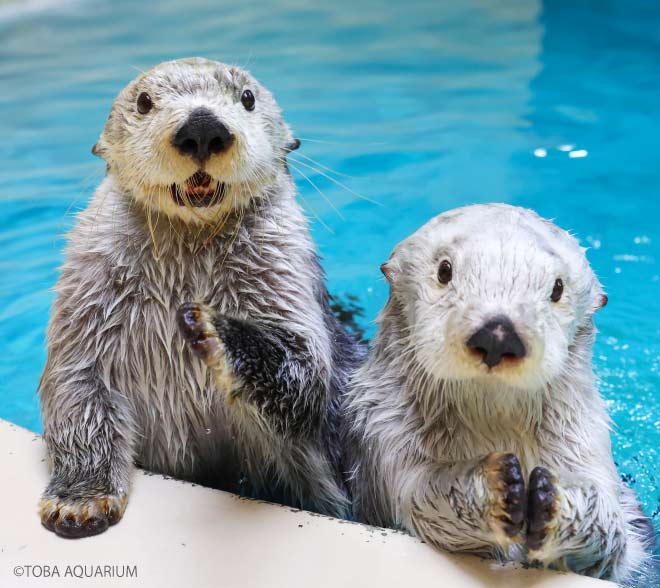 鳥羽水族館×フェリシモの初コラボ！ラッコの「メイちゃん＆キラ