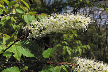 vol.69】ウワミズザクラを いただきま～す | Fielder