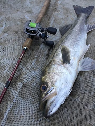 今回、僕が選んだのはRIPLOUT 7.8ML - Fishman（フィッシュマン）