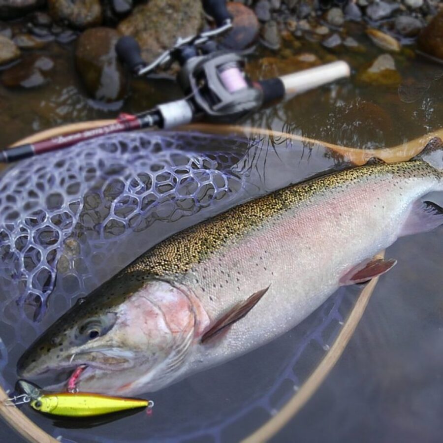 ビームスブランシエラ5.2ULのメモリアルフィッシュ - Fishman