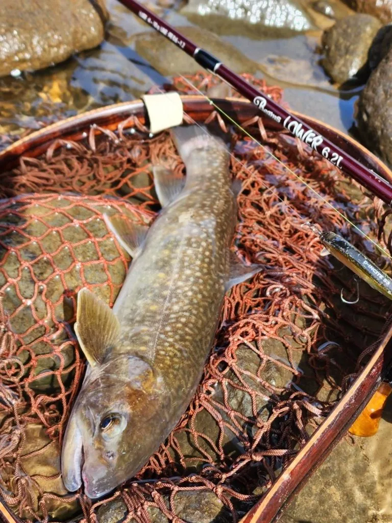 今日6月2日は「Beams LOWER 6.2L（ビームス ローワー）」記念日！／#6