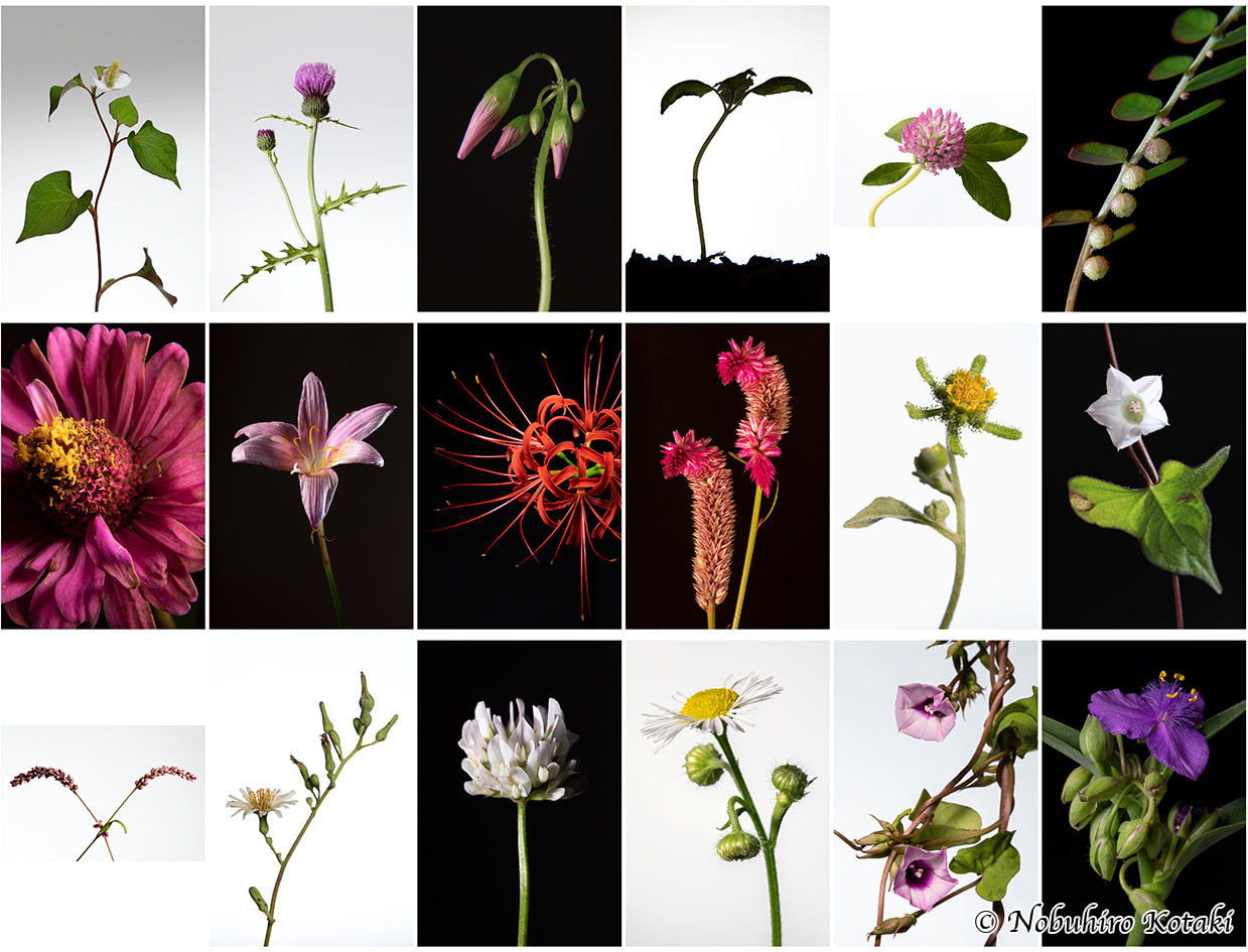 当社社員『エプソンフォトグランプリ 2021』、『第18回 秋山庄太郎「花