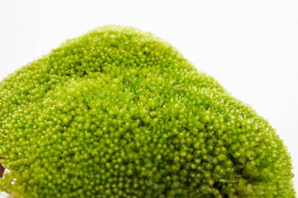 ホソウリゴケ｜苔（コケ）のインテリア コケリウム（苔テラリウム