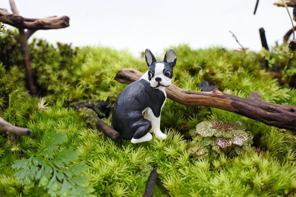 コケリウムフィギュア 犬 ボストン・テリア｜苔（コケ）のインテリア