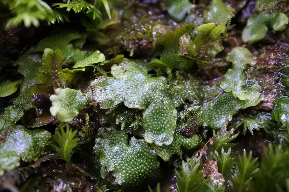 ジャゴケ｜苔（コケ）のインテリア コケリウム（苔テラリウム）専門