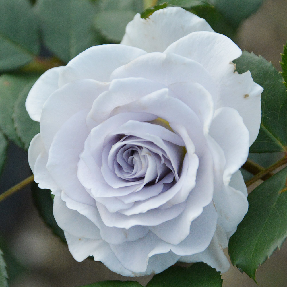 国華園オンラインショップ / バラ苗 四季咲き大輪 ブルーグラビティー