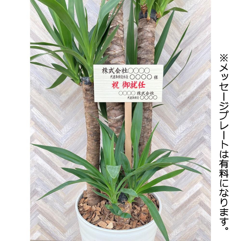 大型観葉】 ドラセナ ユッカ 8号鉢 の通販 | ホームセンター コメリ