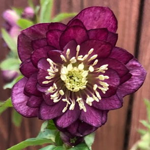 クリスマスローズ入荷情報 第1弾 - 京成バラ園 - Keisei Rose Garden