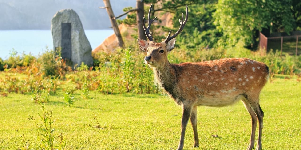 2026/5/3（日）発 宮城県・金華山 鹿の角を拾ってものづくり 復興支援