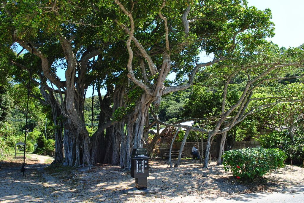 於斉のガジュマル | 観光スポット | 【公式】鹿児島県観光サイト