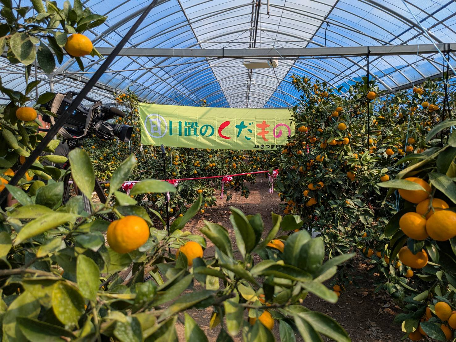 JAさつま日置「ハウスみかん」鋏入れ式が開催されました | 鹿児島青果